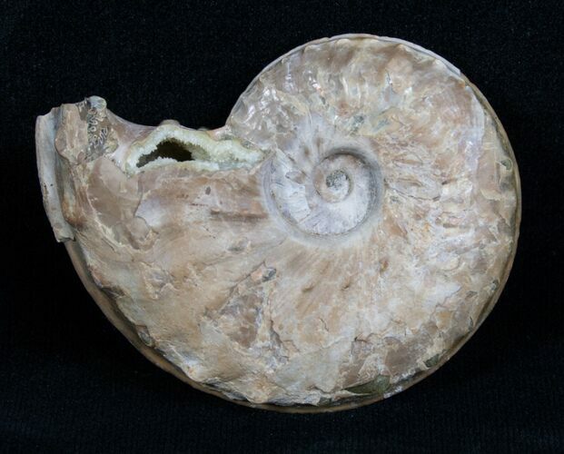 Rare Schloenbachia Ammonite From Kazakhstan #4704